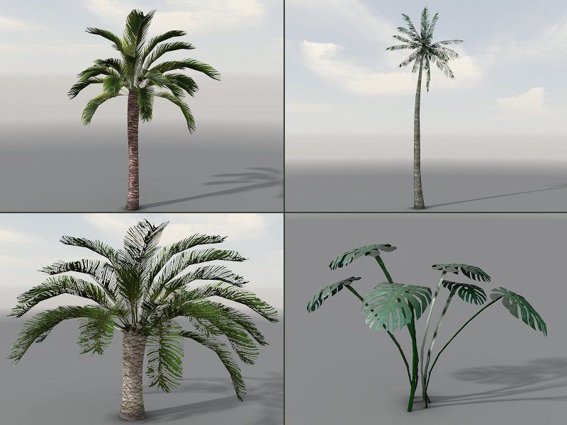 Tropical Models Low-poly 3D model_11