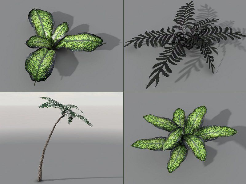 Tropical Models Low-poly 3D model_12