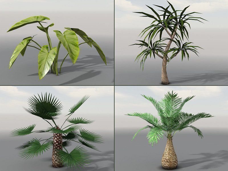 Tropical Models Low-poly 3D model_1