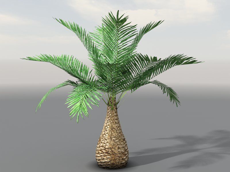 Tropical Models Low-poly 3D model_10