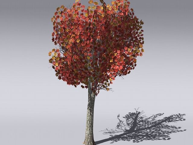 European Foliage 2 Low-poly 3D model_15