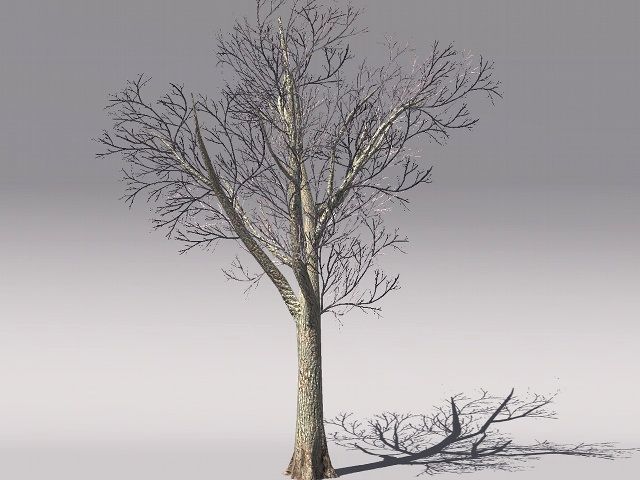 European Foliage 2 Low-poly 3D model_9