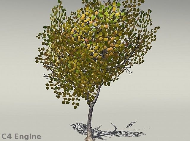 European Foliage 1 Low-poly 3D model_8