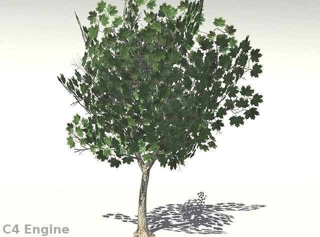 European Foliage 1 Low-poly 3D model_11