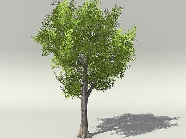 European Foliage 1 Low-poly 3D model_12
