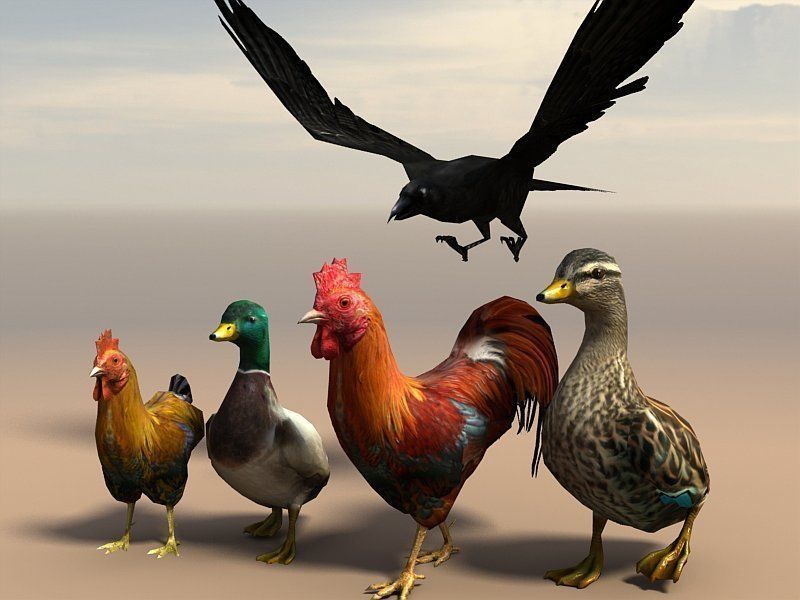 Birds Pack Low-poly 3D model_3