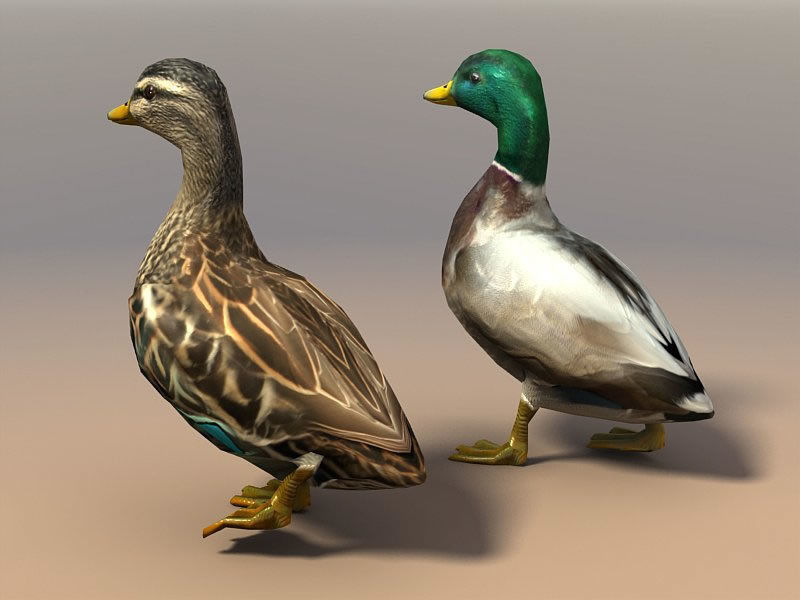 Birds Pack Low-poly 3D model_9