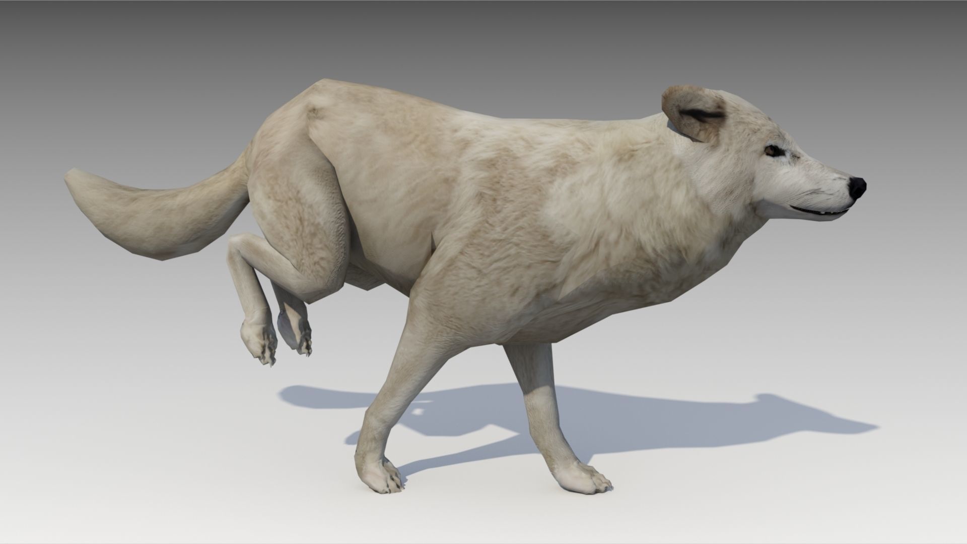 Arctic wolf Low-poly 3D model_3