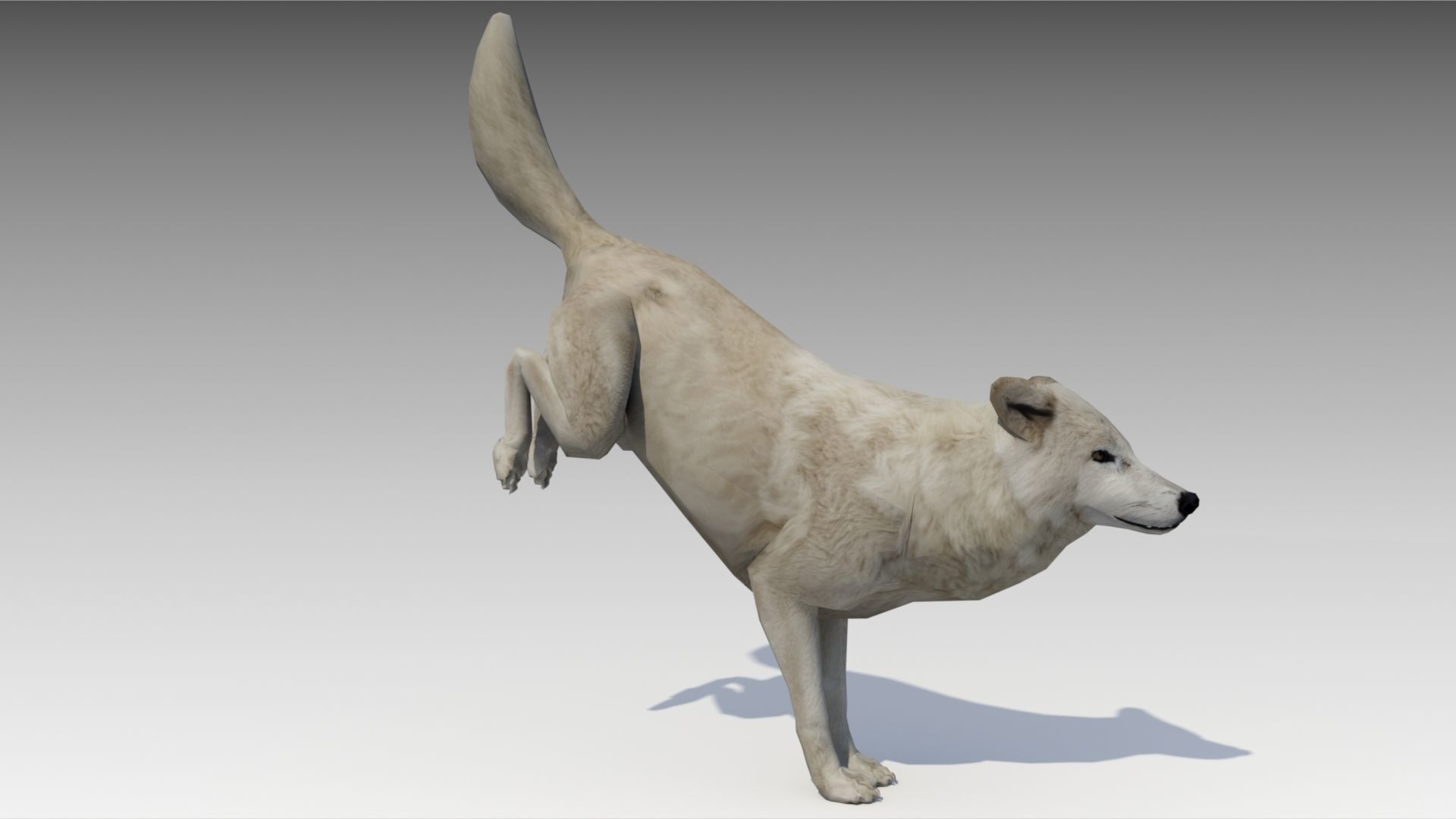 Arctic wolf Low-poly 3D model_5