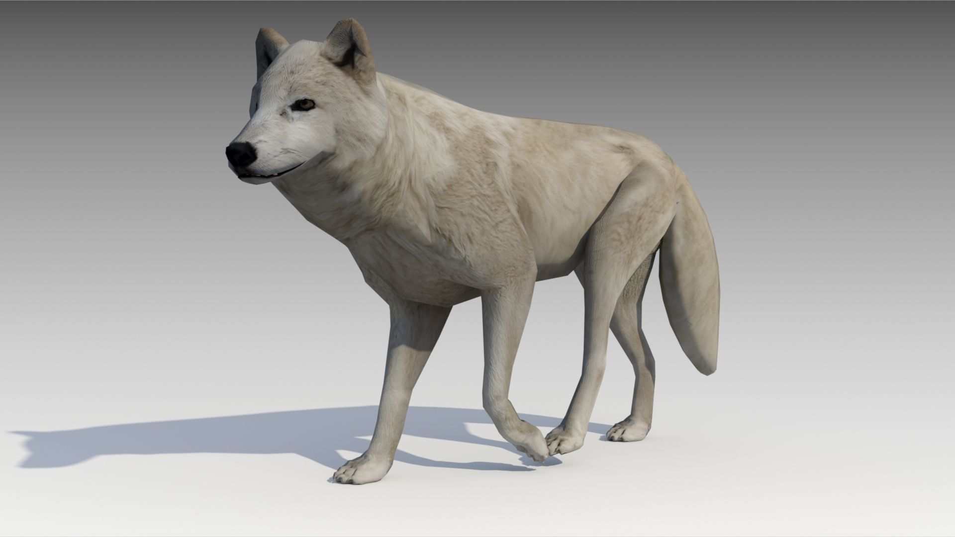 Arctic wolf Low-poly 3D model_2
