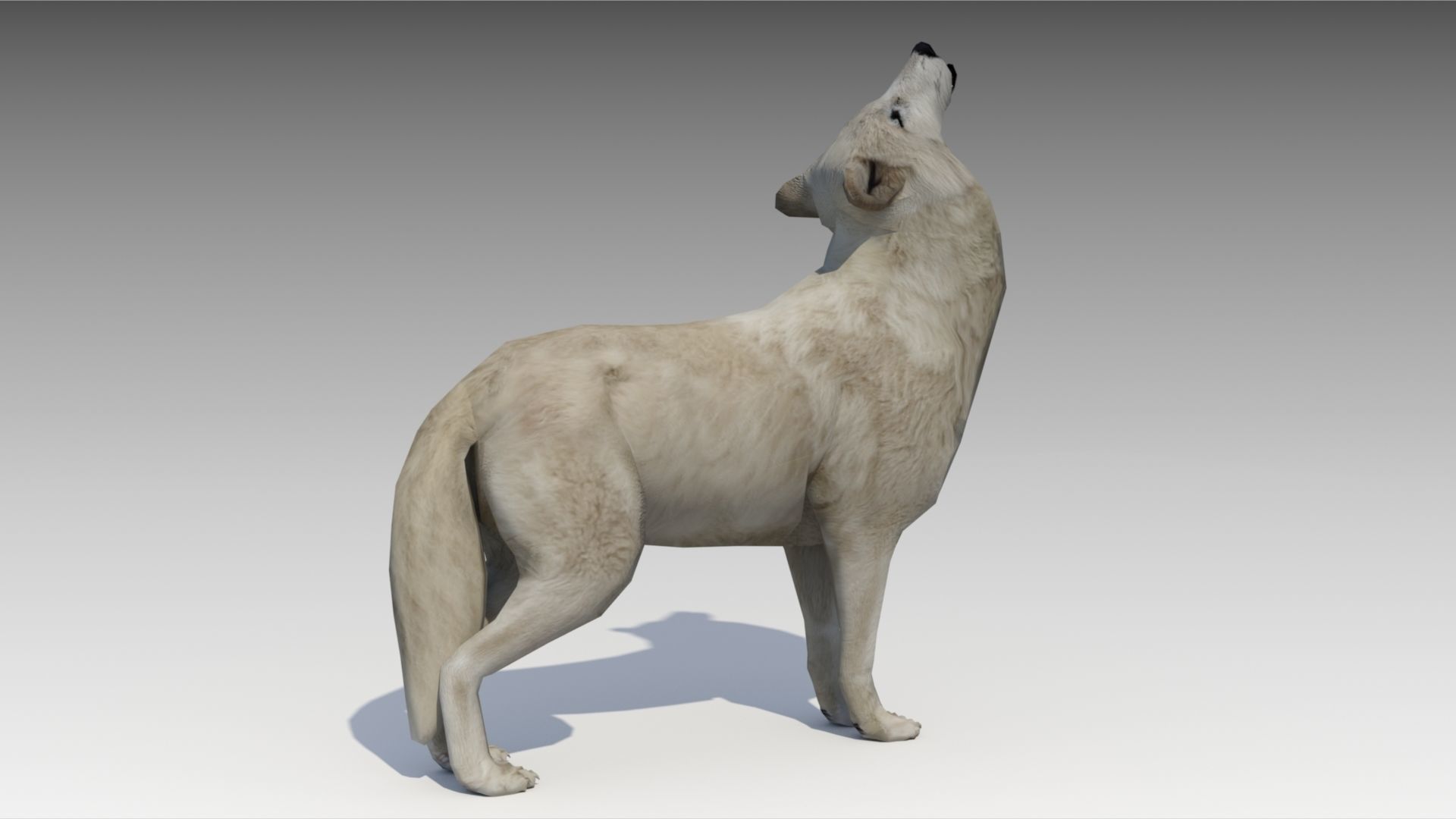 Arctic wolf Low-poly 3D model_8