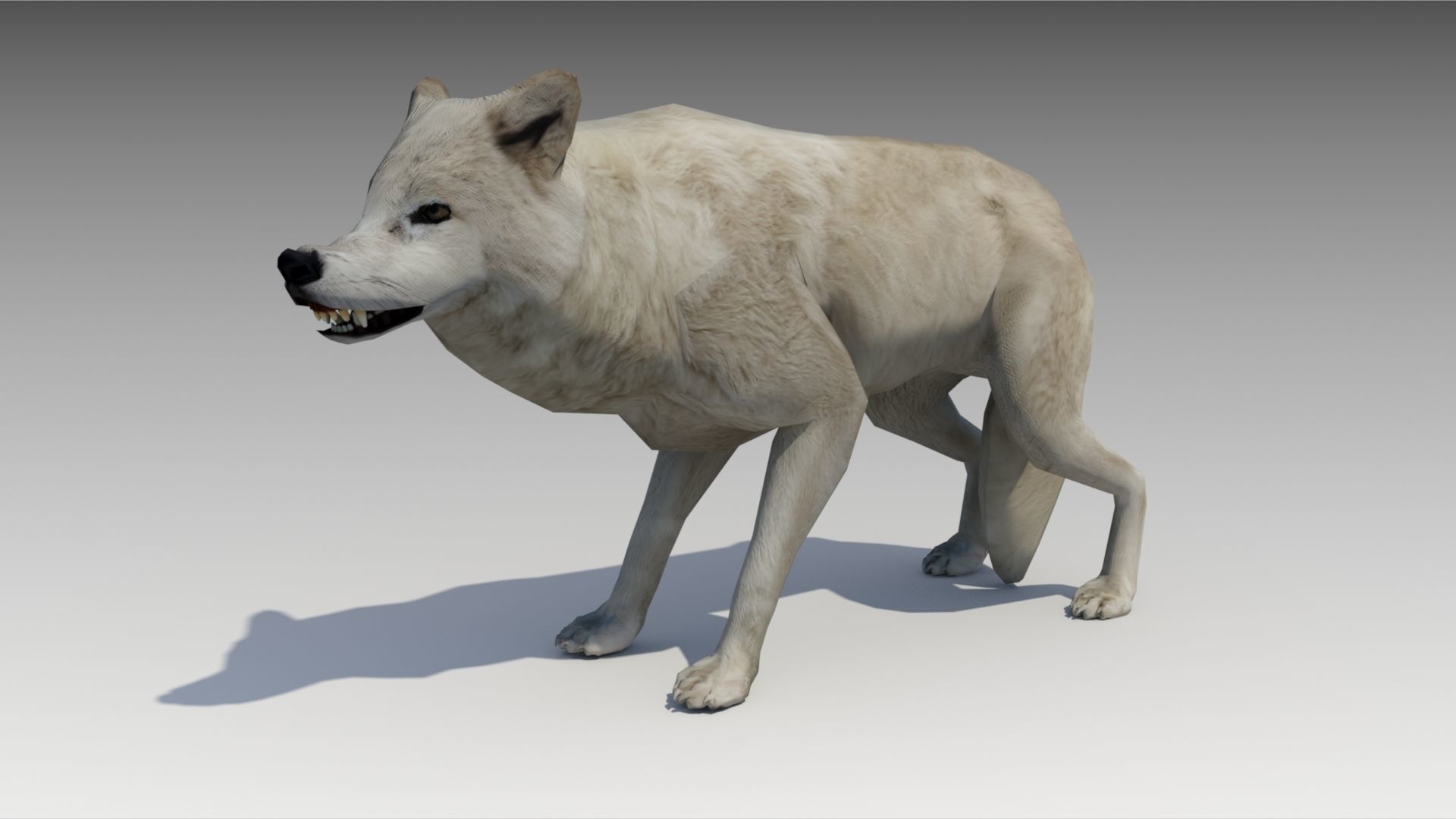 Arctic wolf Low-poly 3D model_7