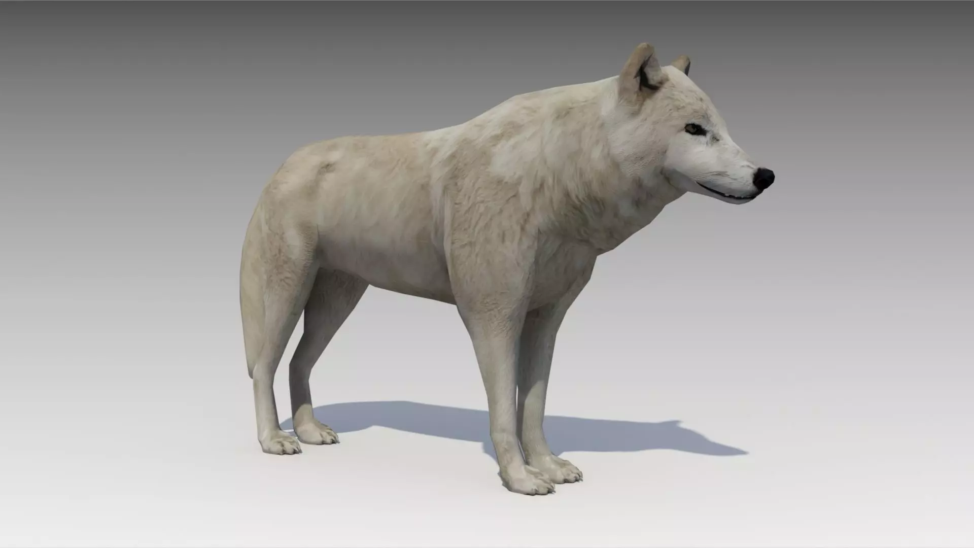 Arctic wolf Low-poly 3D model_0