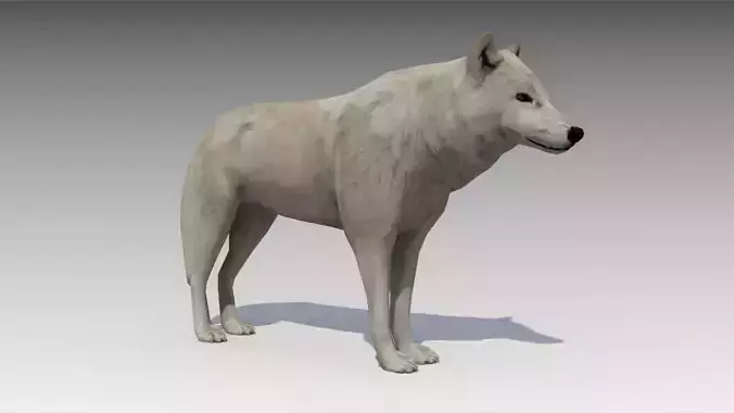 Arctic wolf Low-poly 3D model