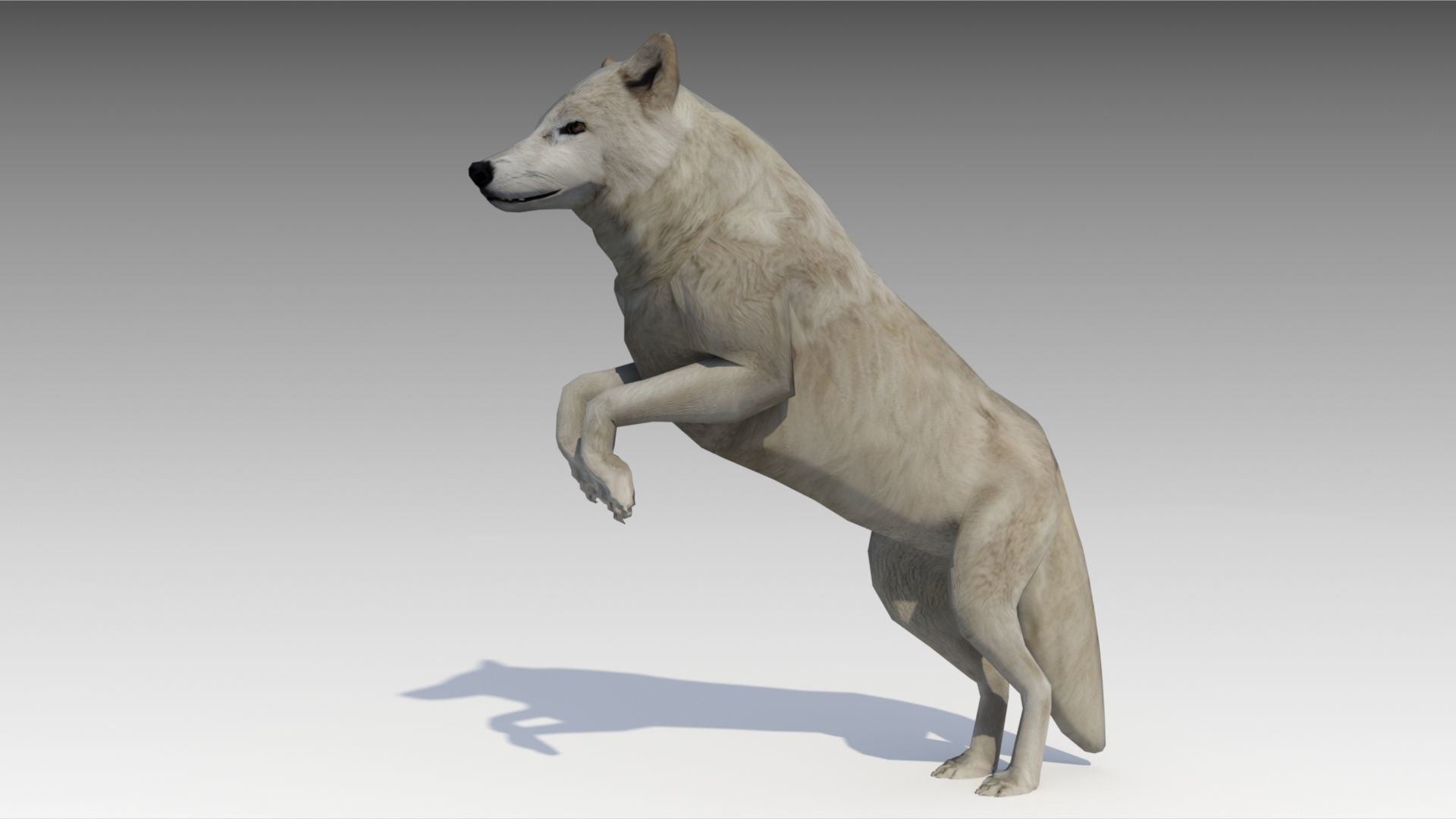 Arctic wolf Low-poly 3D model_4
