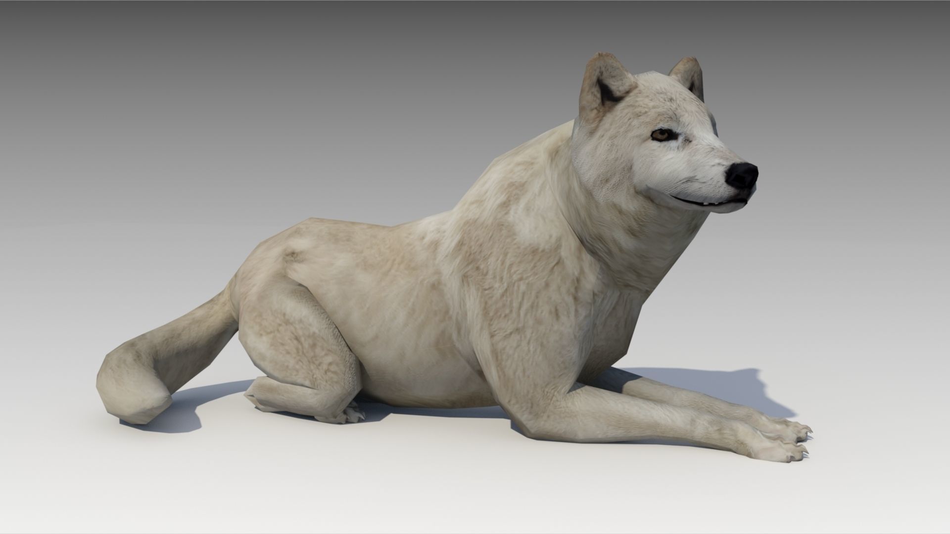Arctic wolf Low-poly 3D model_6