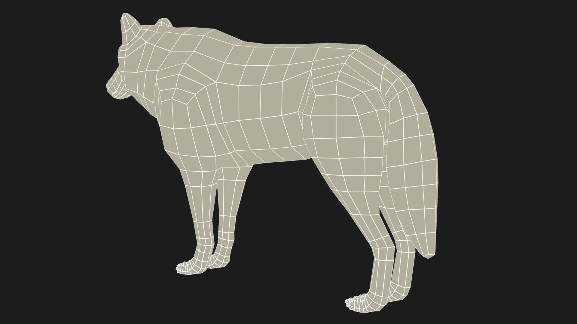 Arctic wolf Low-poly 3D model_10