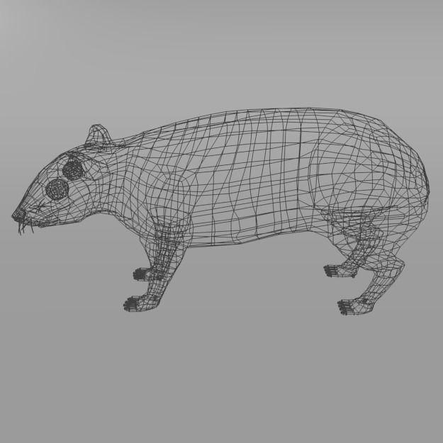 Mountain Paca - Guagua Low-poly 3D model_7