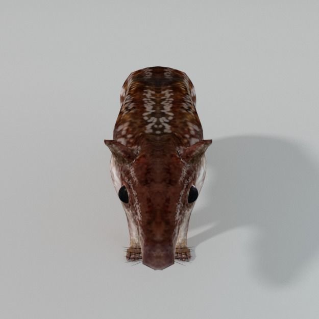 Mountain Paca - Guagua Low-poly 3D model_6