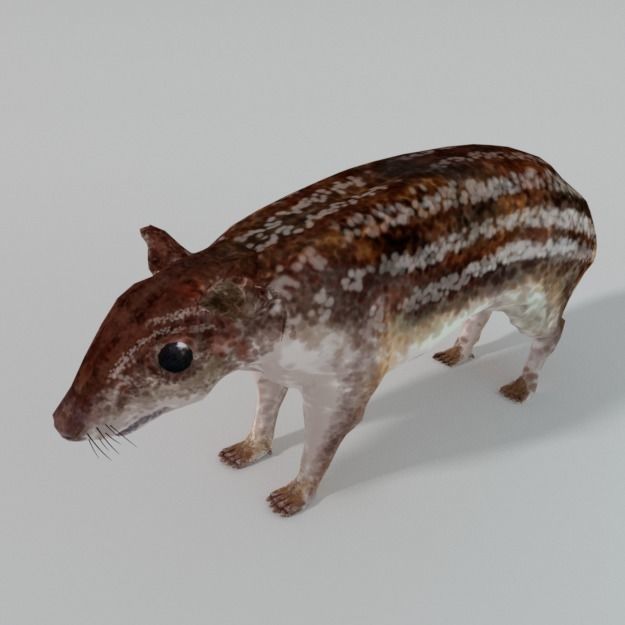 Mountain Paca - Guagua Low-poly 3D model_0