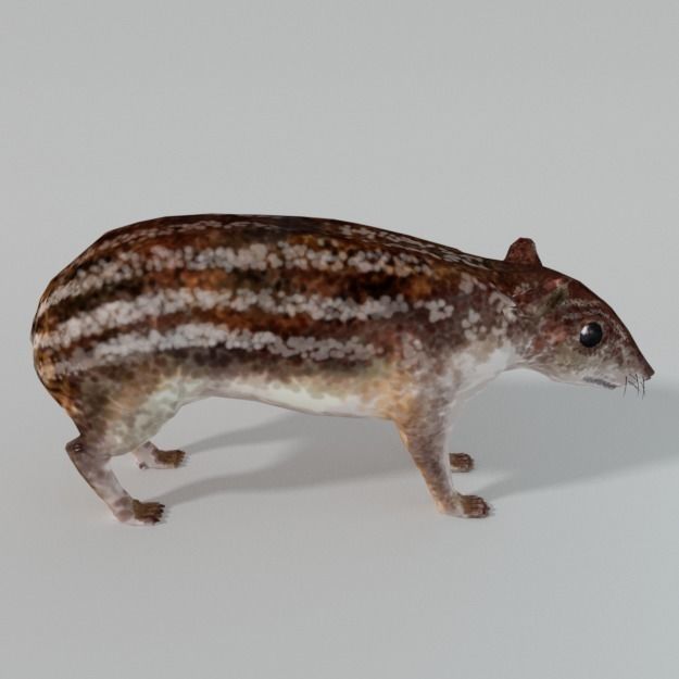 Mountain Paca - Guagua Low-poly 3D model_1