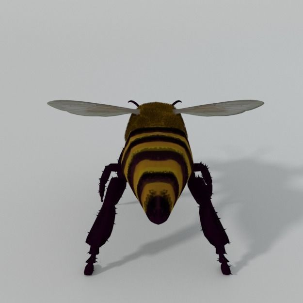 African Bee Low-poly 3D model_5