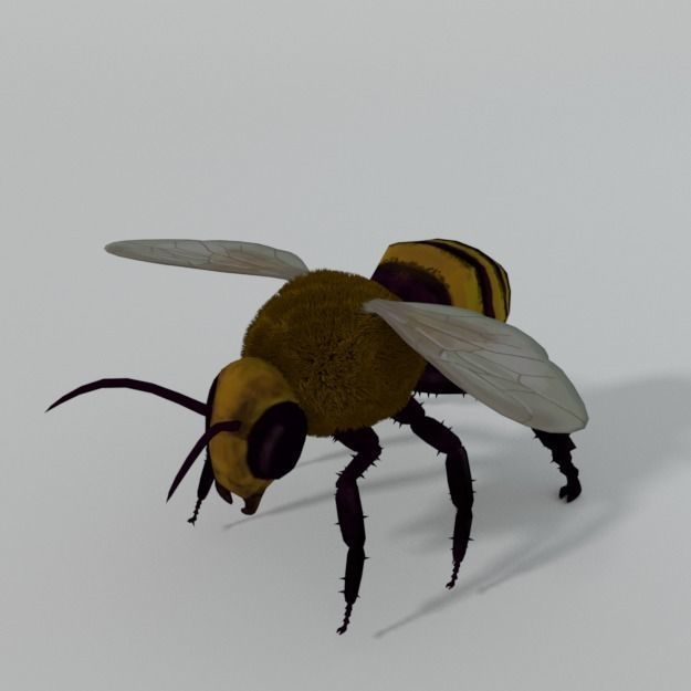 African Bee Low-poly 3D model_0