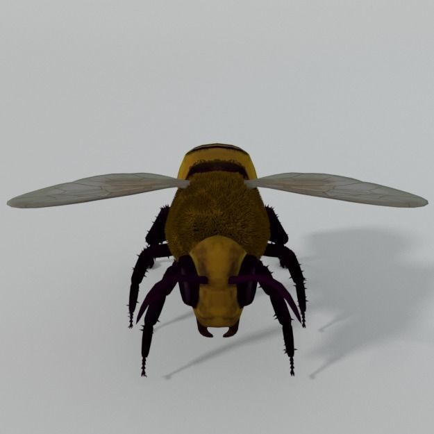 African Bee Low-poly 3D model_1