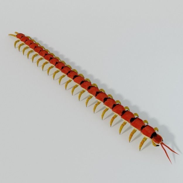 Scolopendra crab Low-poly 3D model_0