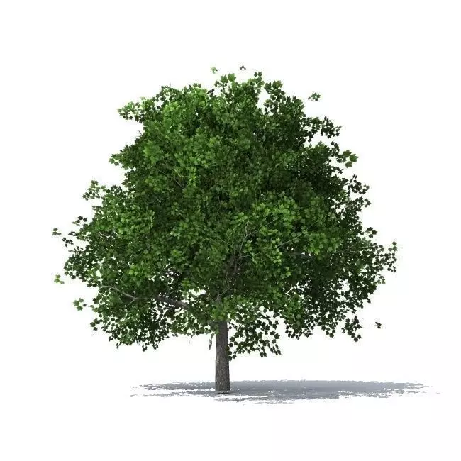 maple tree 3D model