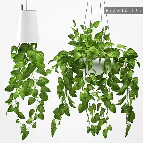 Hanging plants 131