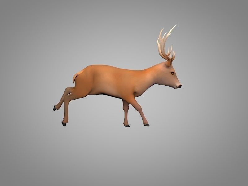 Deer or Doe Low-poly 3D model_1