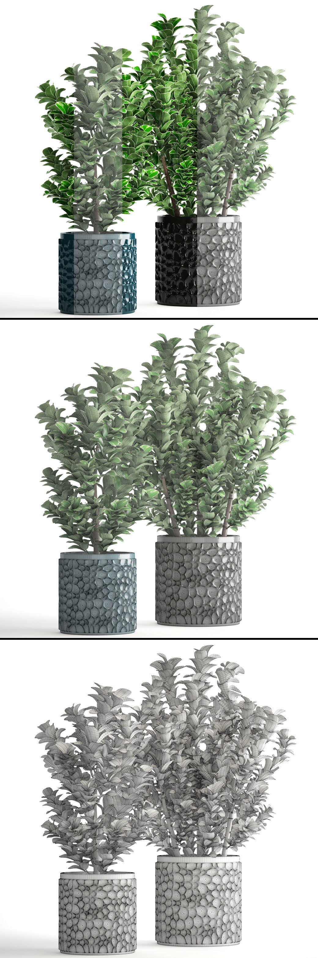 Euonymus plant in pot  3D model_9