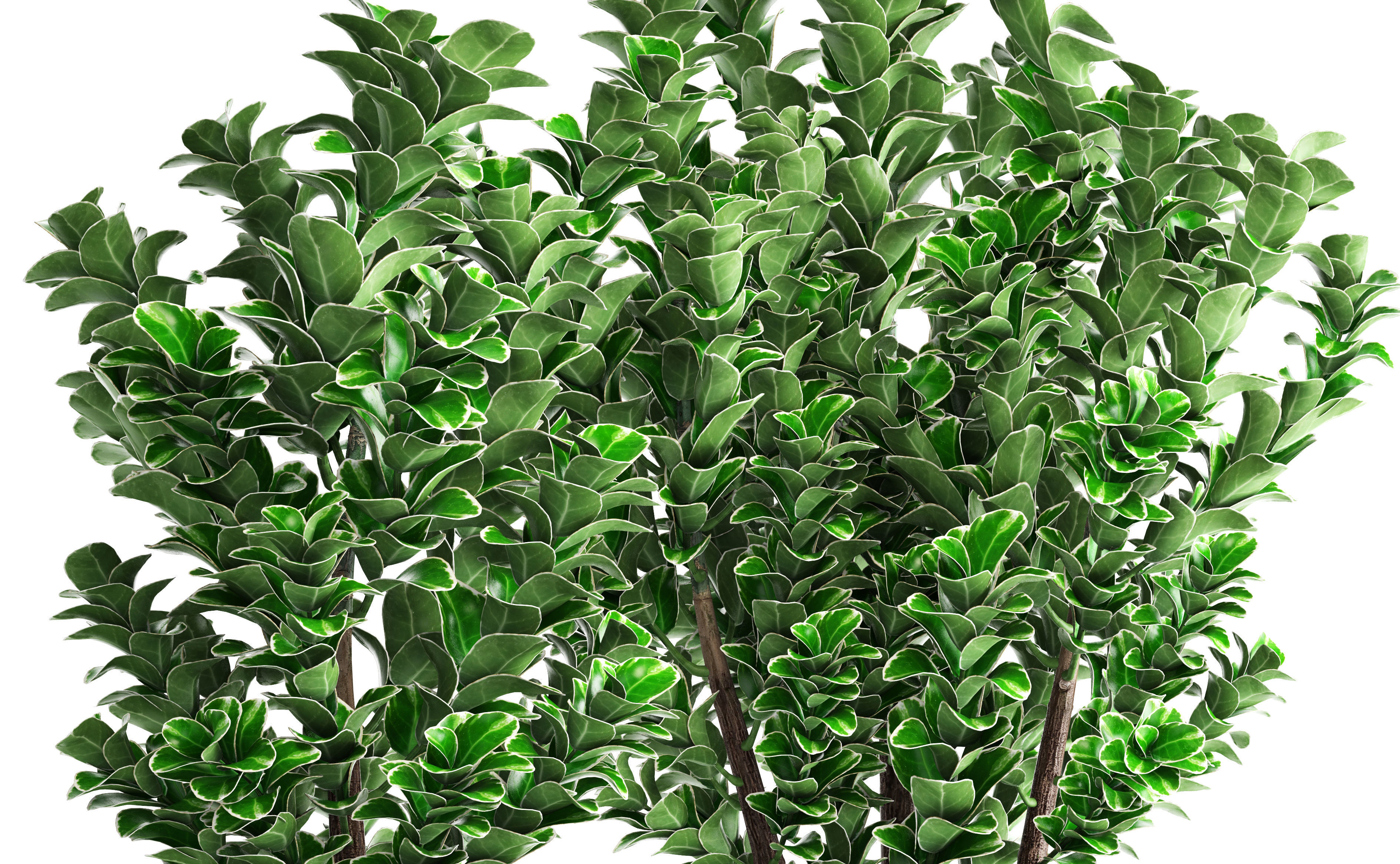 Euonymus plant in pot  3D model_3