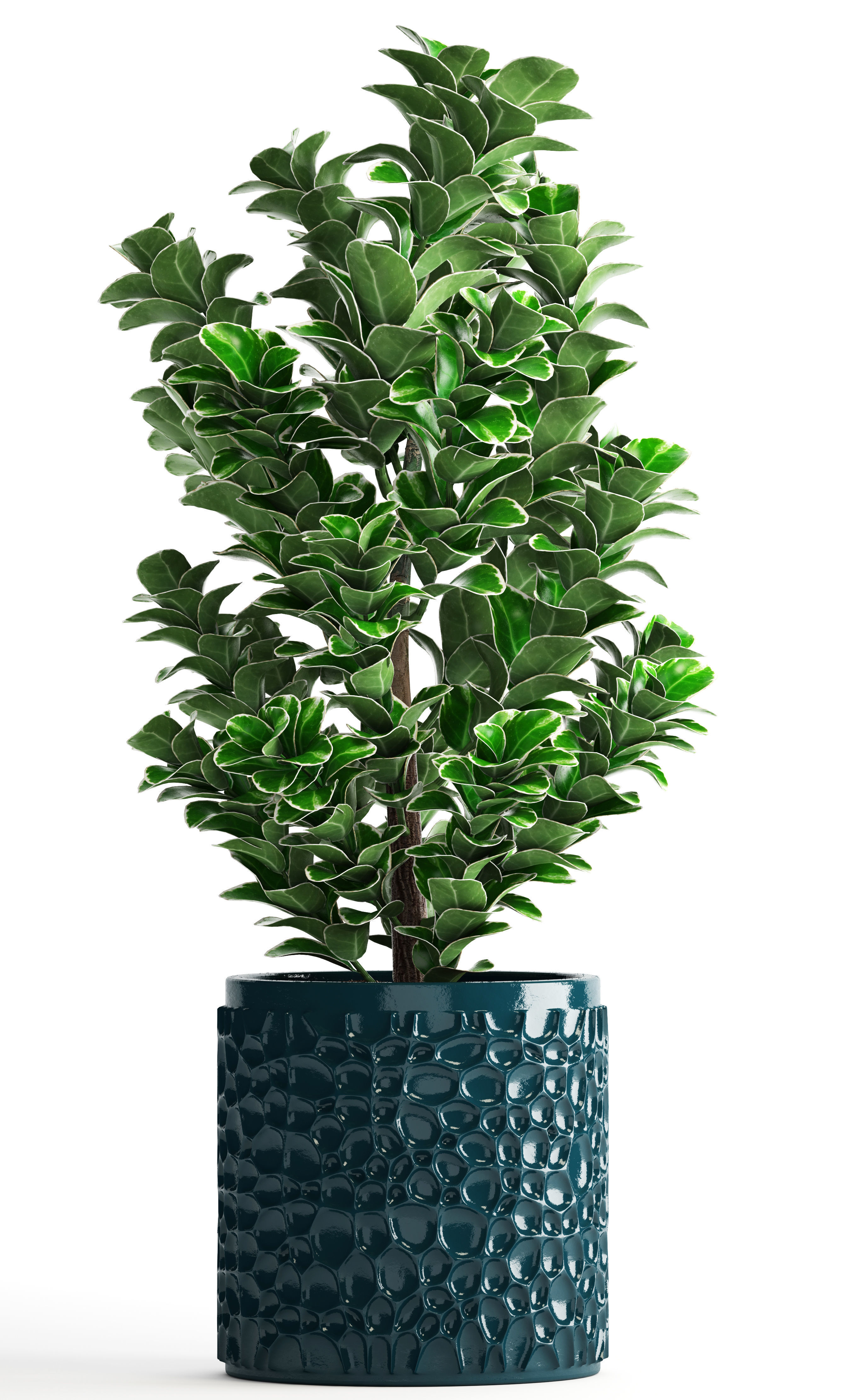 Euonymus plant in pot  3D model_1