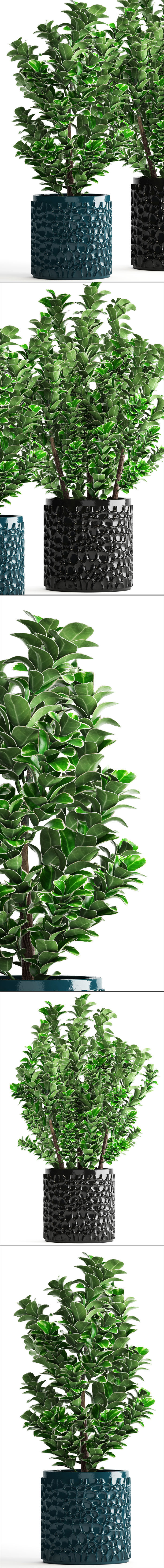 Euonymus plant in pot  3D model_10