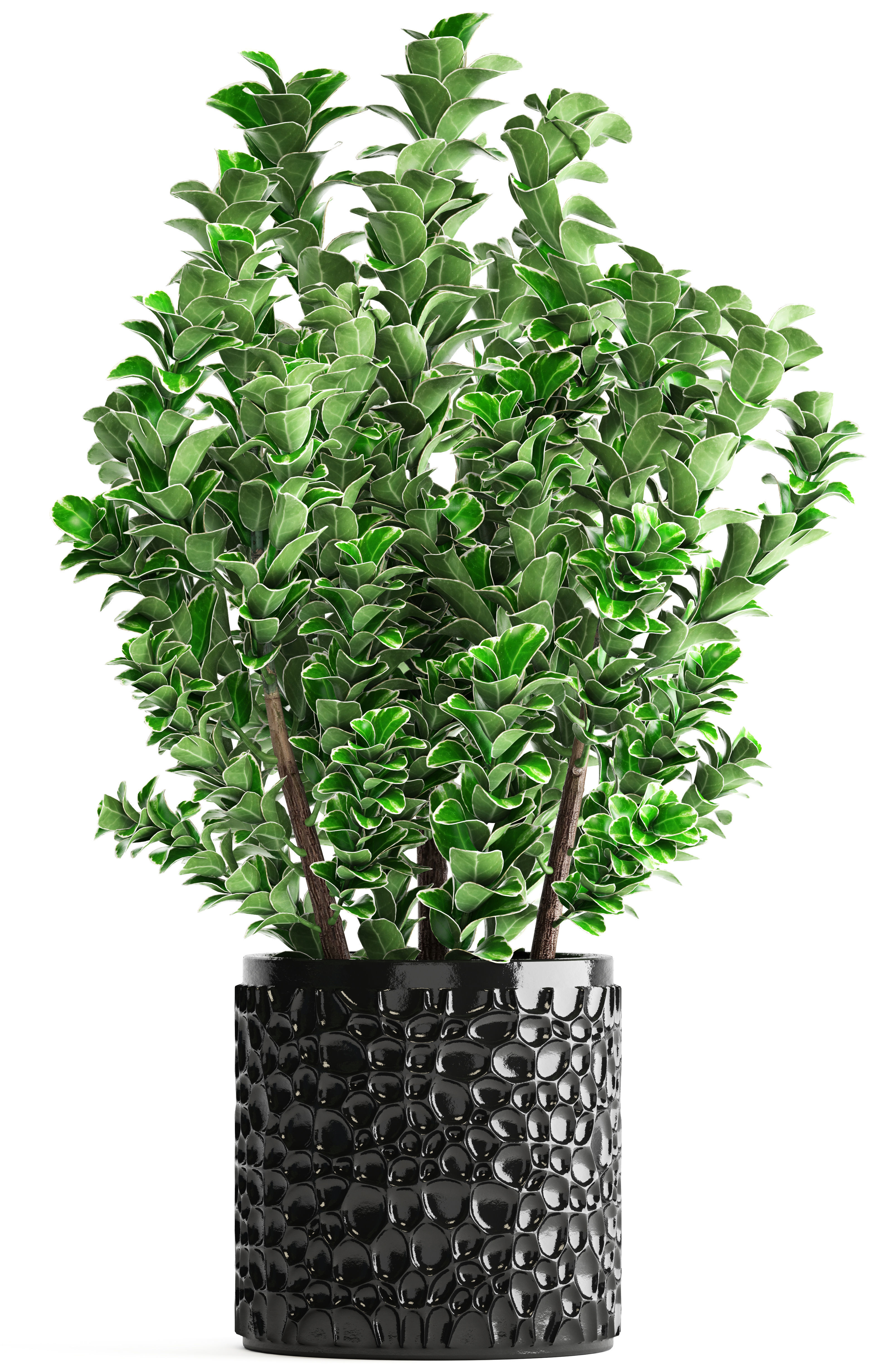 Euonymus plant in pot  3D model_11