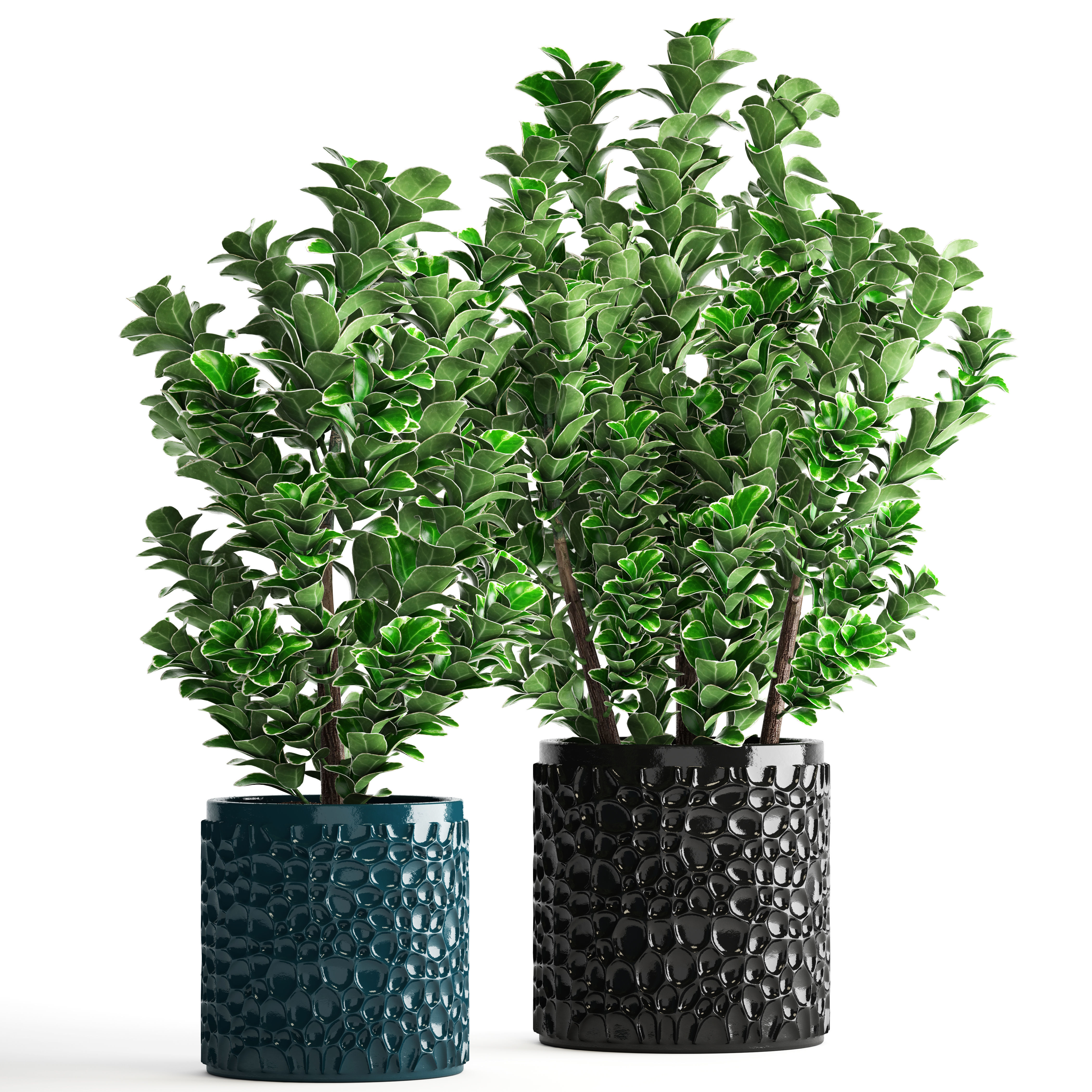 Euonymus plant in pot  3D model_12