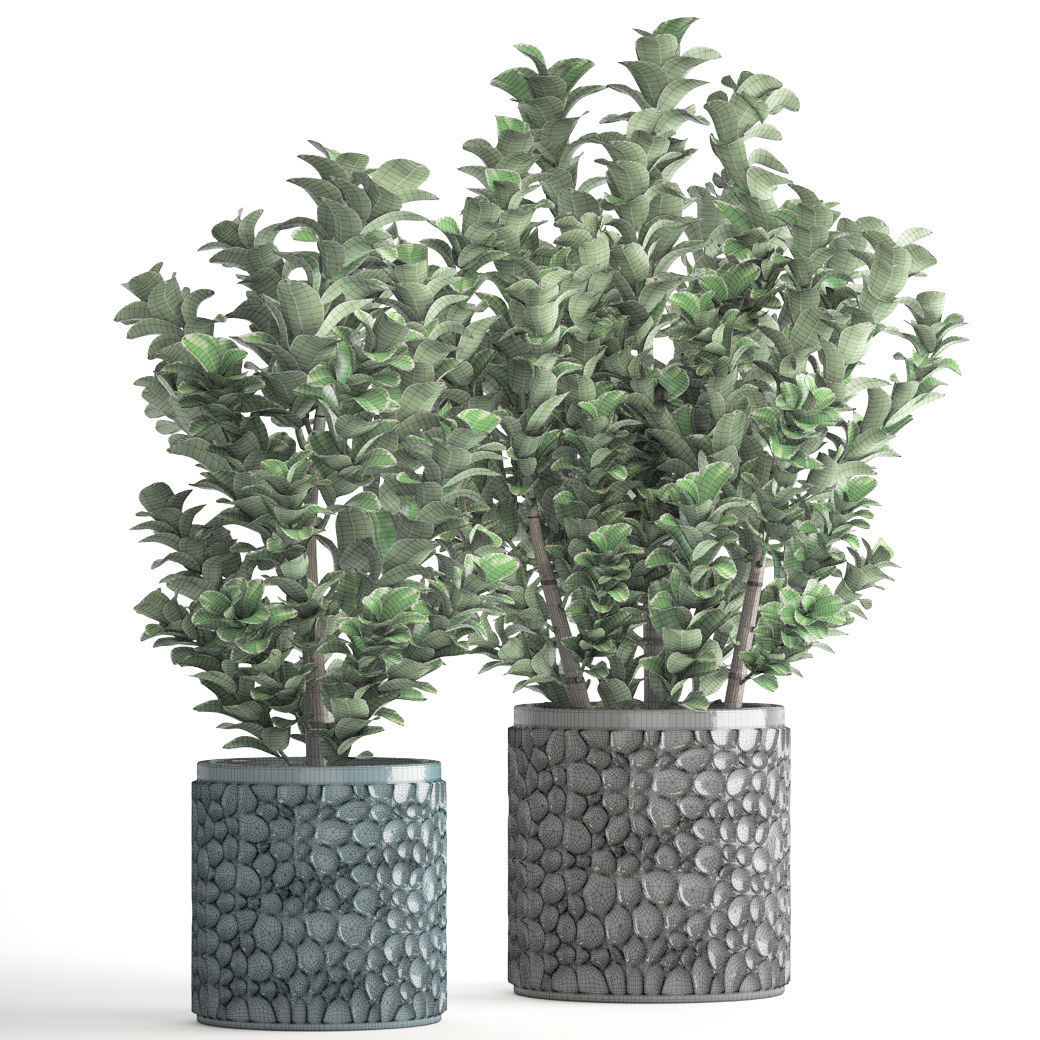 Euonymus plant in pot  3D model_6