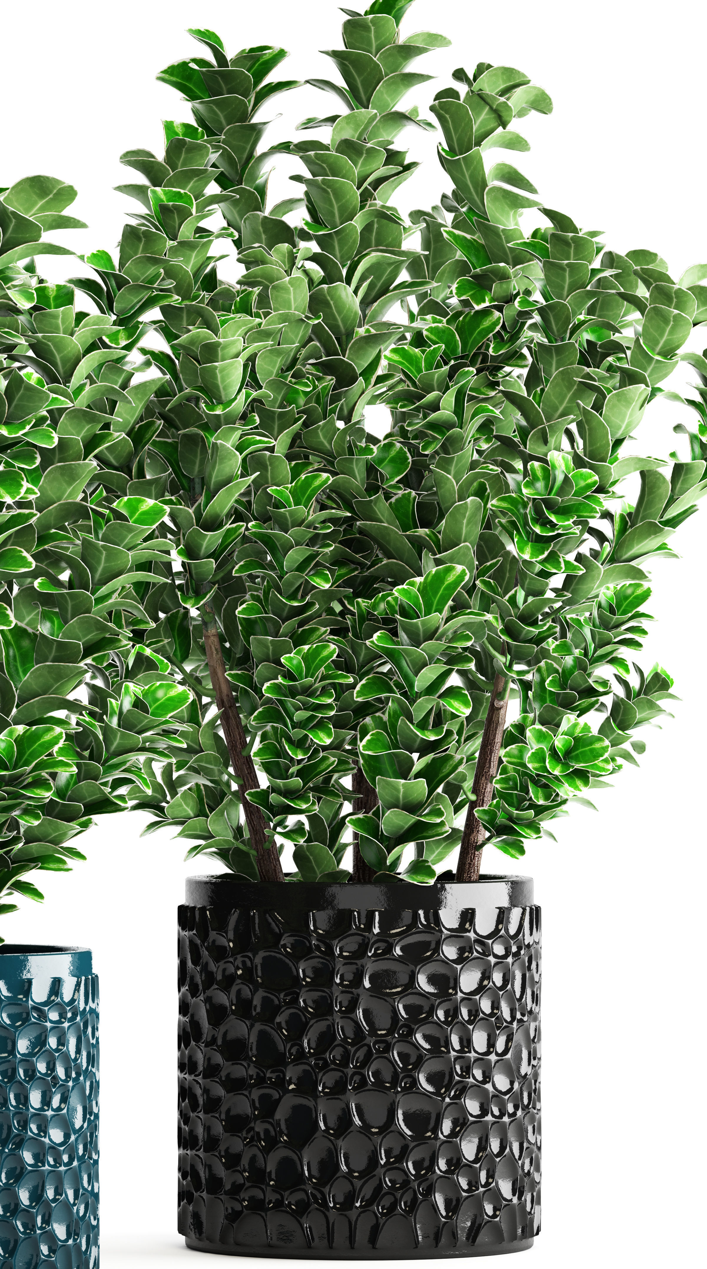 Euonymus plant in pot  3D model_4