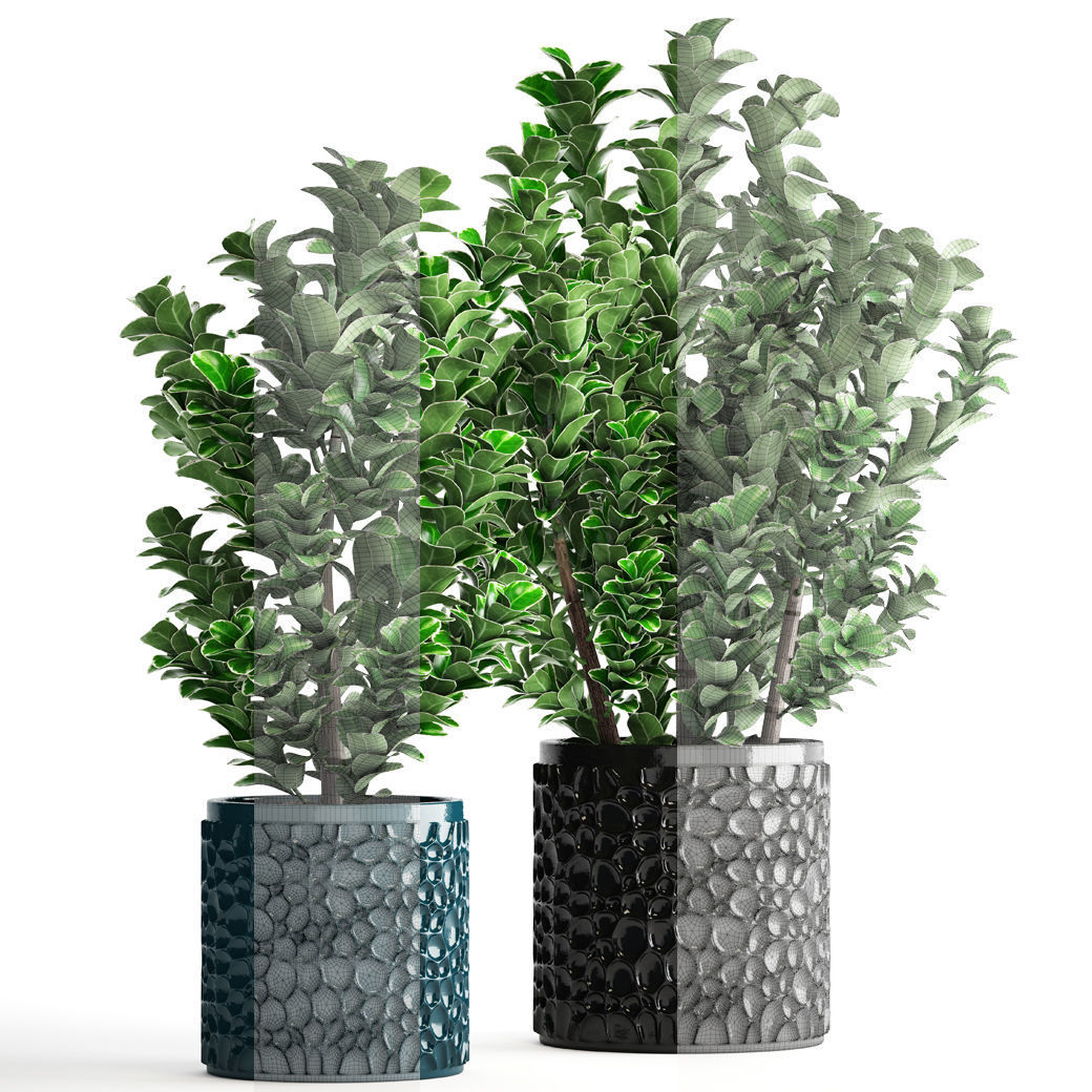 Euonymus plant in pot  3D model_5