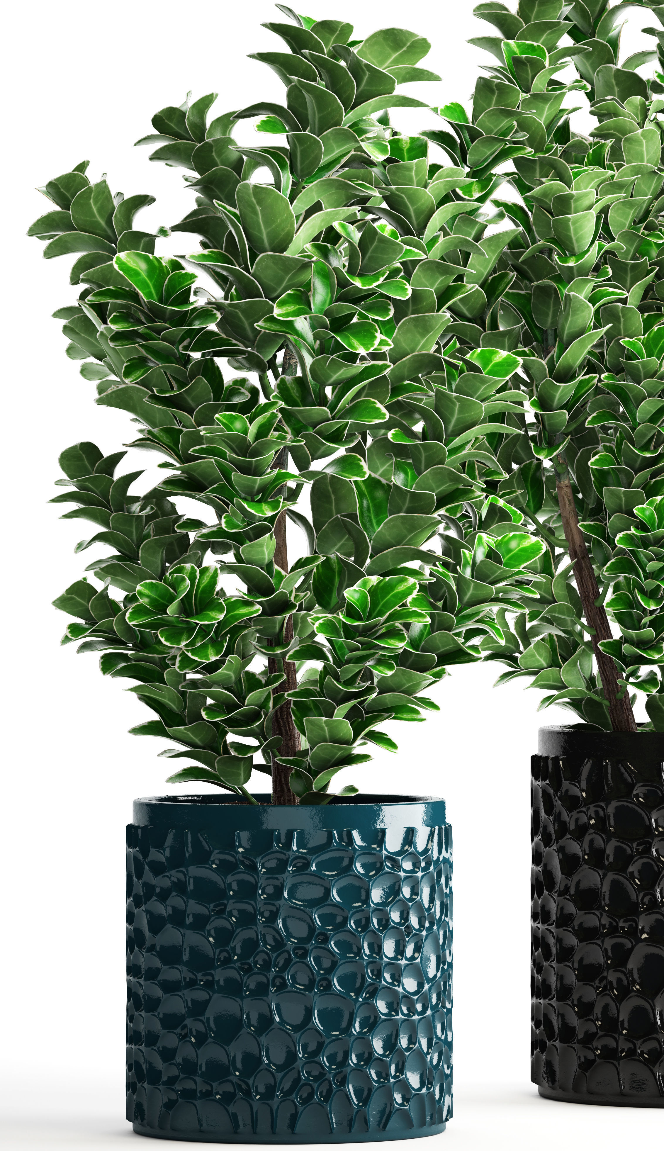 Euonymus plant in pot  3D model_2