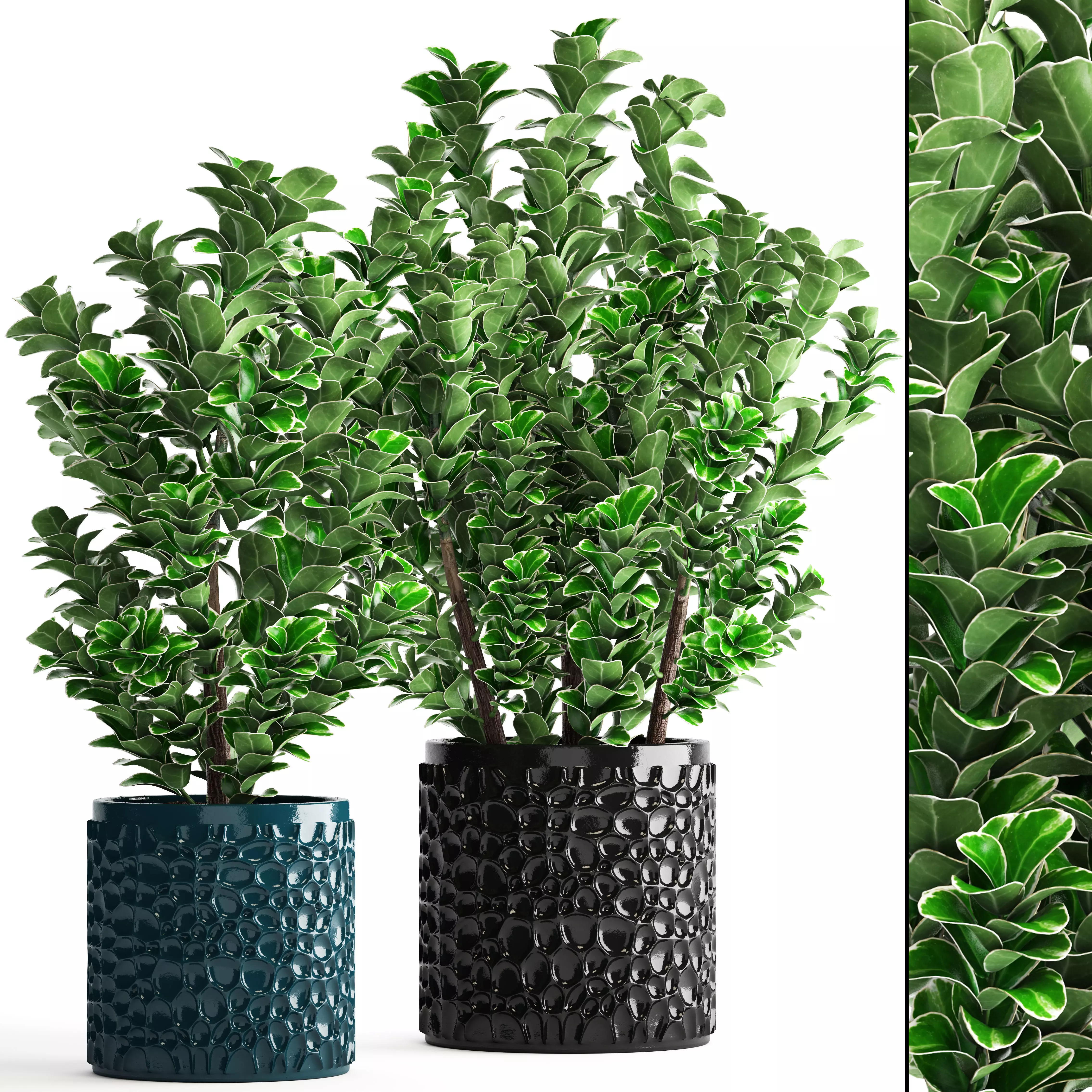 Euonymus plant in pot  3D model_0
