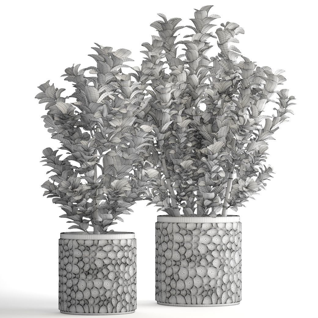 Euonymus plant in pot  3D model_7