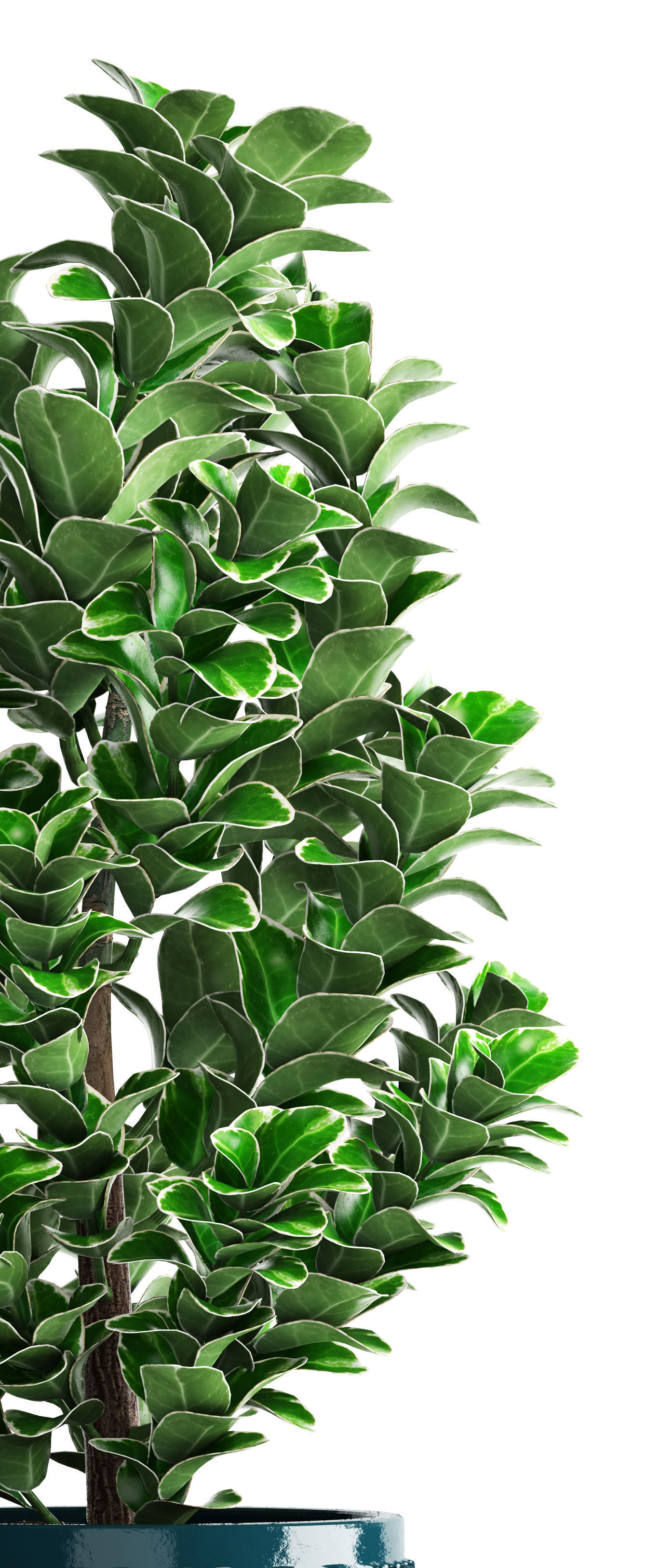 Euonymus plant in pot  3D model_8