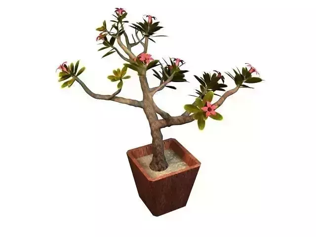 Japan Frangipani Tree Low-poly 3D model