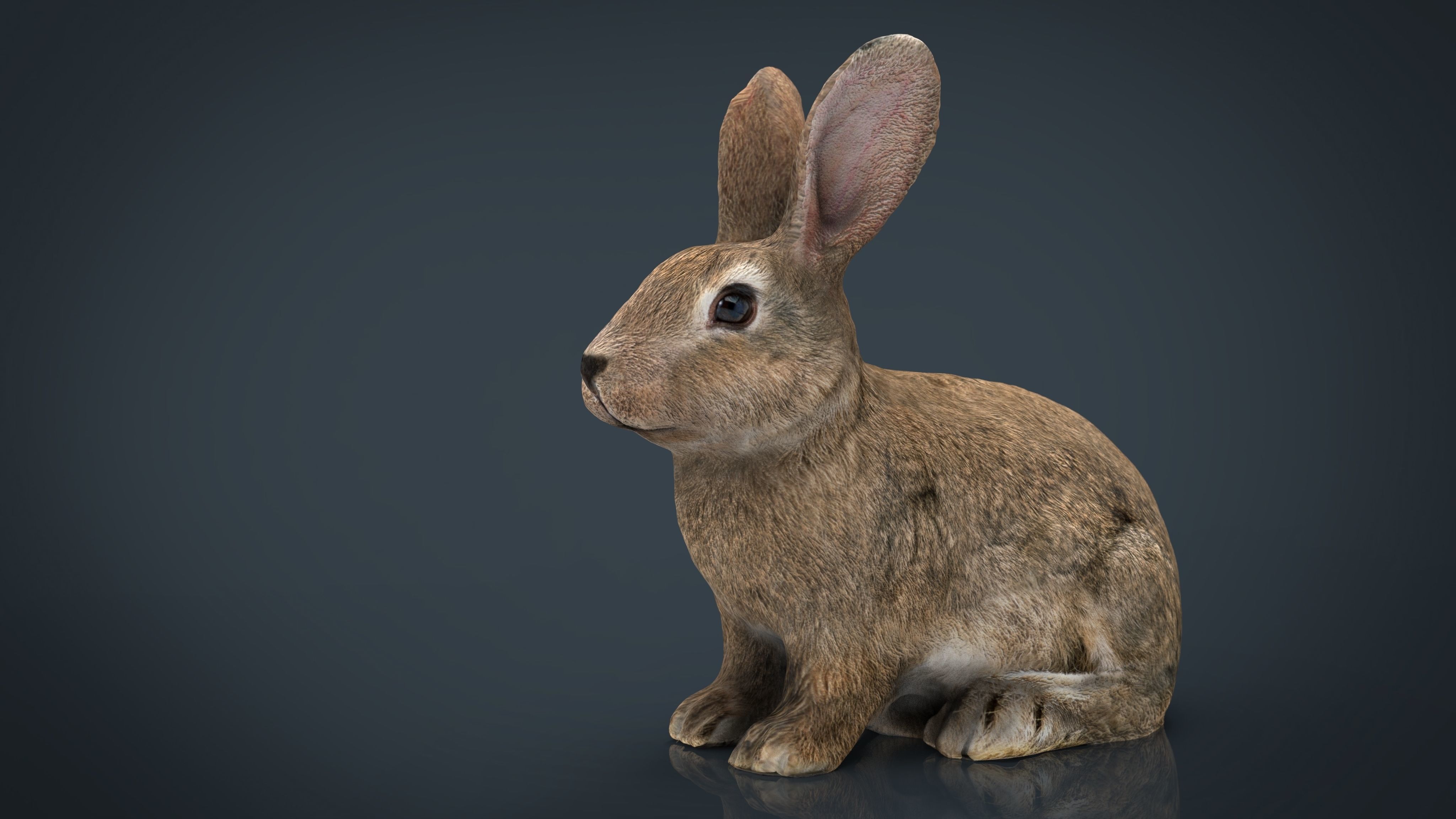 The Forest Collection Pack Low-poly 3D model_5