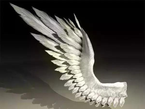 Bird Angel Wing 3D model