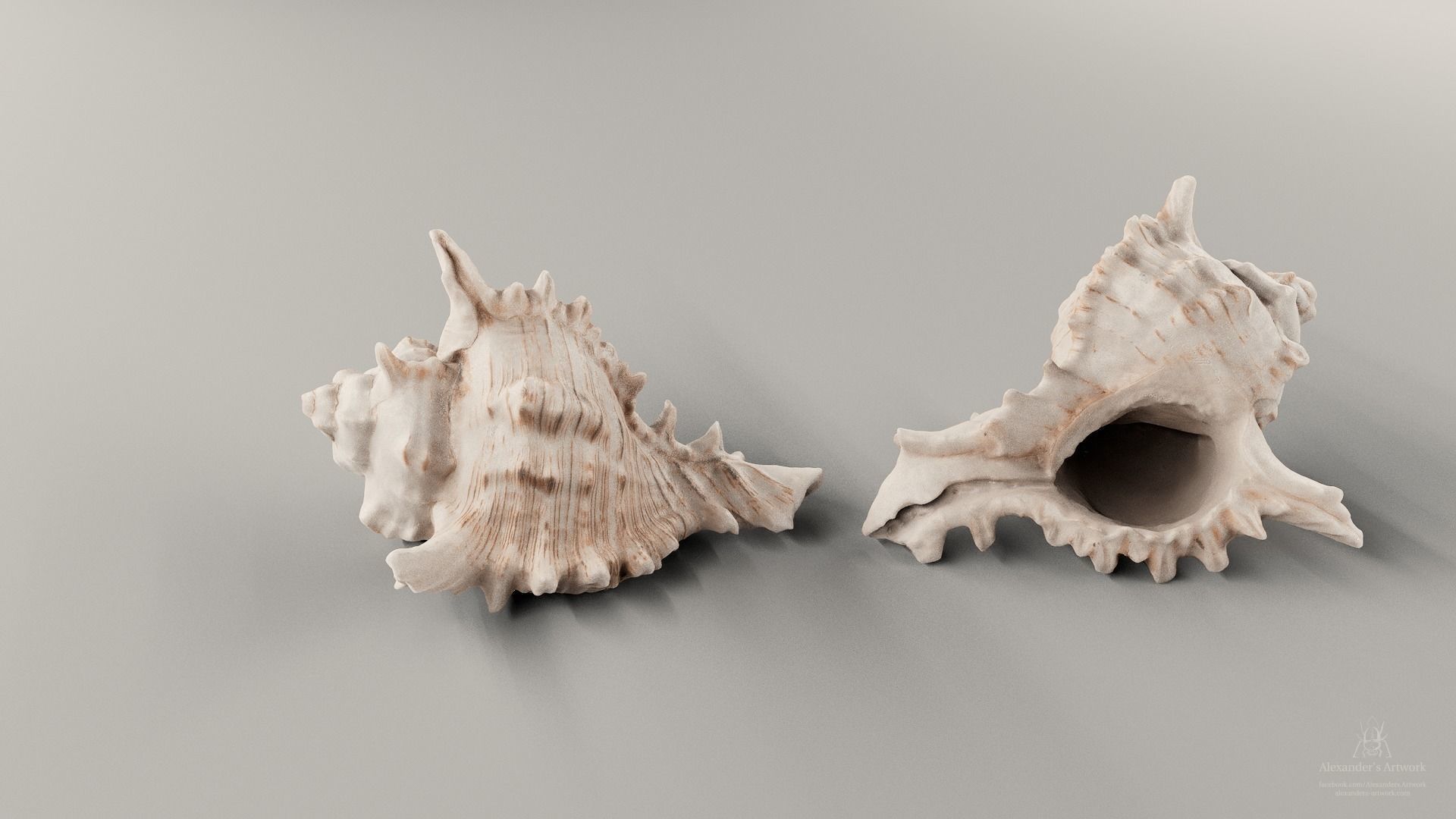 HQ Seashell 01 Scan Model Free 3D model_0