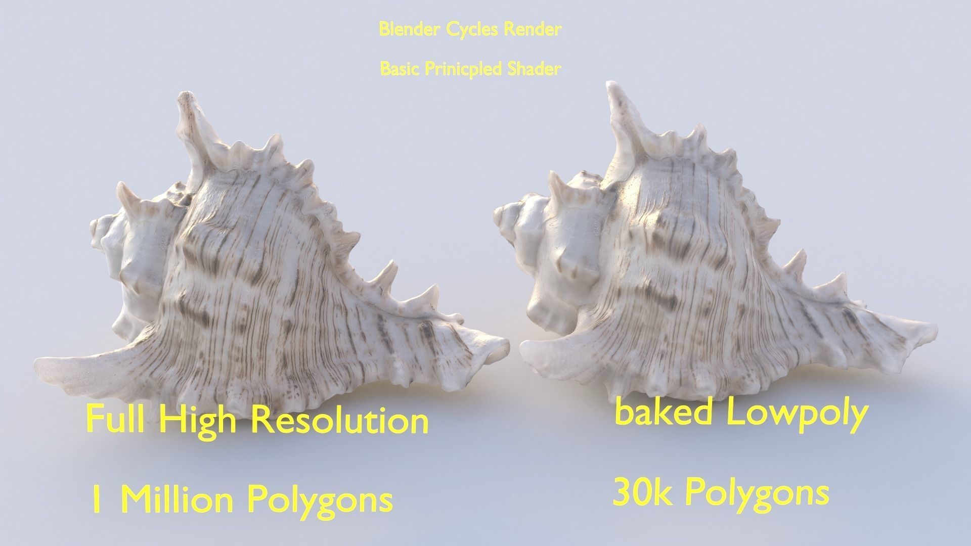 HQ Seashell 01 Scan Model Free 3D model_6